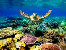 [image for initiative Great Barier Reef.png]