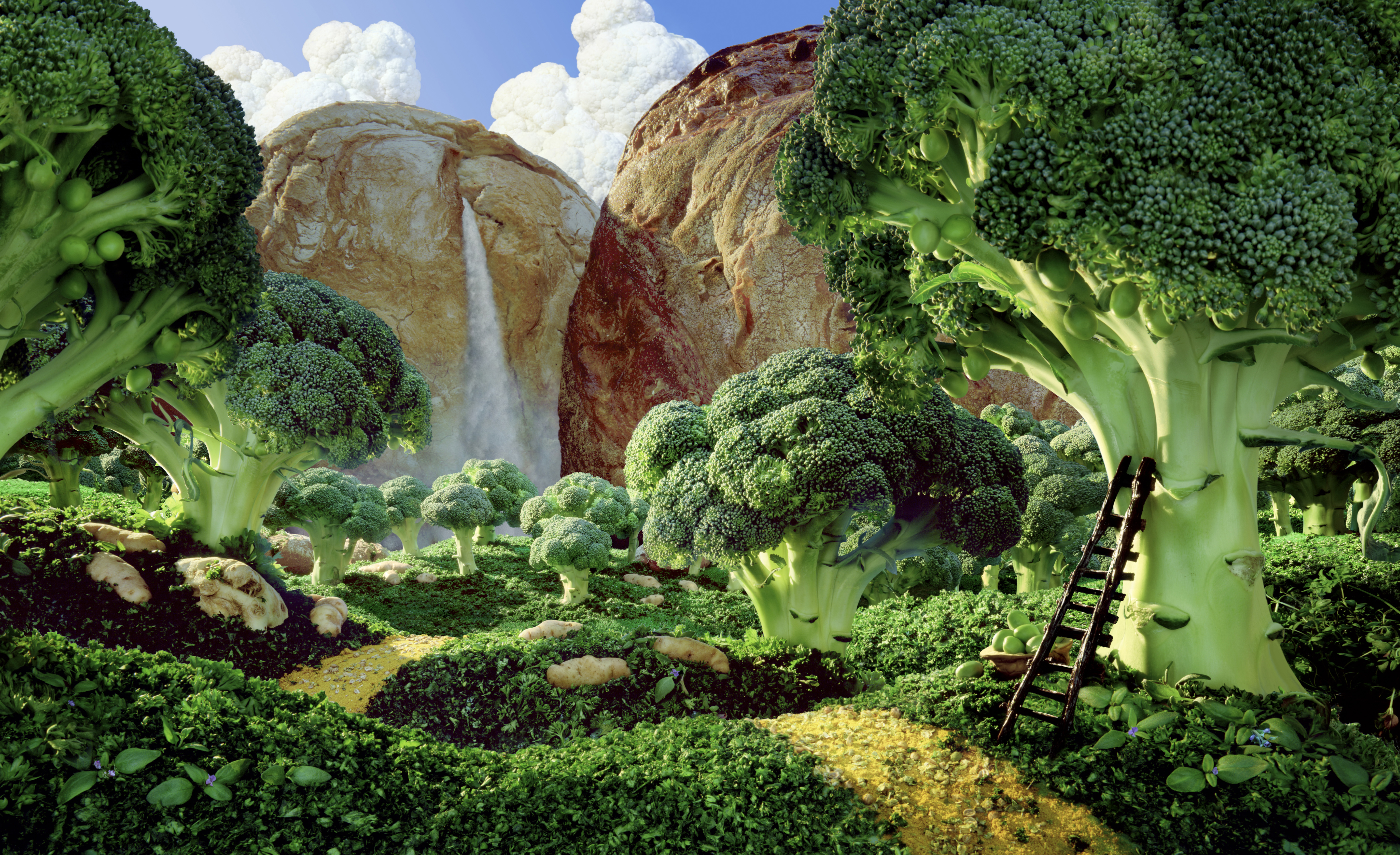 Brocolli_Forest_1.jpg