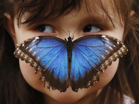 Blue Morpho Butterfly