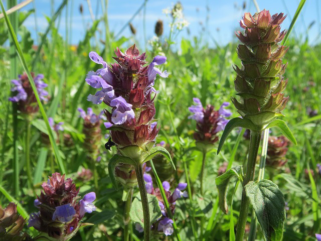 prunella-vulgaris-855517_640.jpg