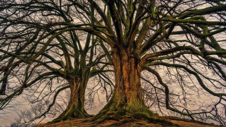 Trees10.jpg