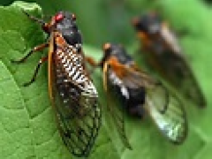 [image for Planet Spotlight cicada picture.png]