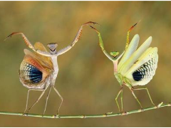 [image for Planet Spotlight Everyone loves to Dance.png]