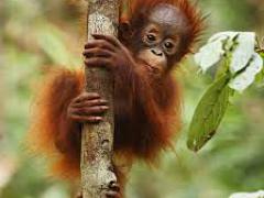 [image for Planet Spotlight baby orang.jpg]