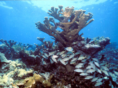 [image for Planet Spotlight coral_reef.jpg]