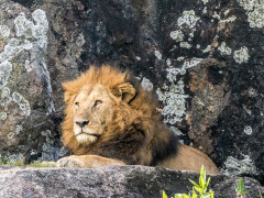 [image for World Spotlight Enlarged_Print_240_Tanzania_King of the Jungle_5to4_30x24-X3.jpg]