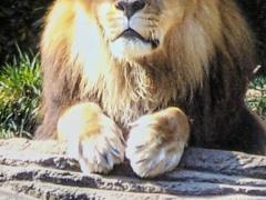 [image for World Spotlight Lion3-800x600.jpg]