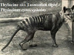 [image for Planet Spotlight tasmanian-tiger.jpg  2.jpg]