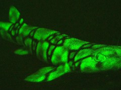 [image for Planet Spotlight neon sharks.jpg]