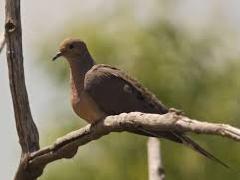 [image for World Spotlight Doves2.jpg]