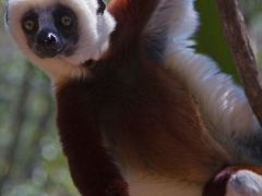 [image for World Spotlight Madagascar.jpg]