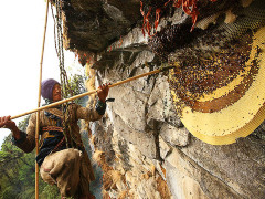 [image for Culture Spotlight Honey Hunters.jpg]