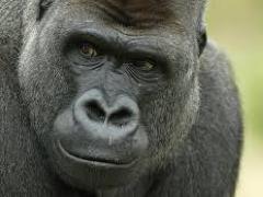 [image for Planet Spotlight Gorilla.jpg]