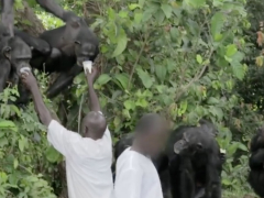 [image for Planet Spotlight Monkey-Island-chimp-caretakers-2.jpg]