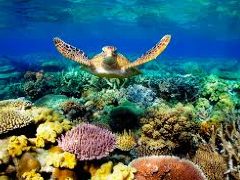 [image for Planet Spotlight Great Barier Reef.png]