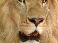 [image for Planet Spotlight Lionsbacktoafrica.jpg]