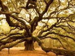 [image for World Spotlight Trees11.jpg]