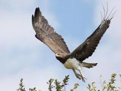 [image for Planet Spotlight martialeagle.jpg]