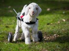 [image for Planet Spotlight goat1.jpg]