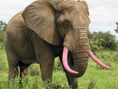 [image for Planet Spotlight pink tusk.jpg]