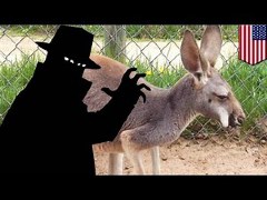 [image for Planet Spotlight kangaroo stolen.jpg]