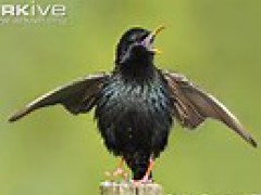 [image for Planet Spotlight Bird.jpg]