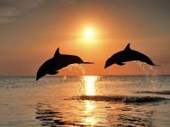 [image for culture spotlight Dolphins.jpg]