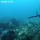 [Small Profile picture Bajau.png]